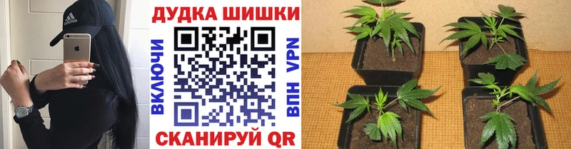 МАРИХУАНА марихуана  Шумиха 